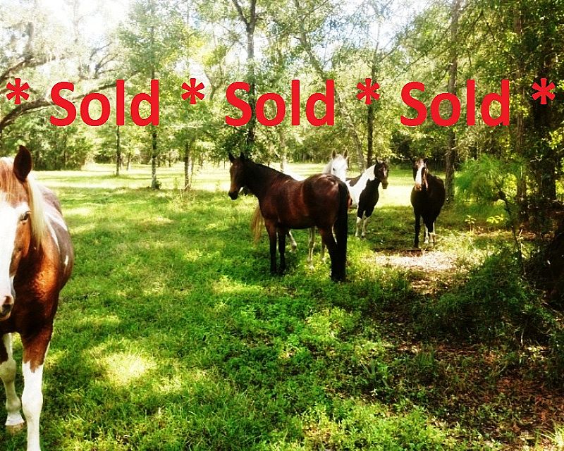 53.5 Acres Upscale Phillips Road, Fenced, Ponds, Masaryktown, Hernando County, Florida 34604 $555K SOLD